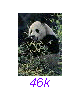 Panda01