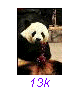 Panda08