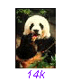 Panda10