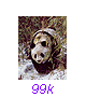 Panda15