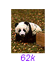 Panda18