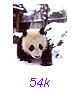 Panda19