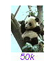 Panda20