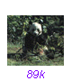 Panda21