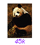 Panda29