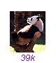 Panda35