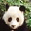 Mark's Panda Page