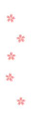 Cherry Blossoms