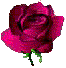 Rose2