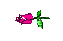 rosebud